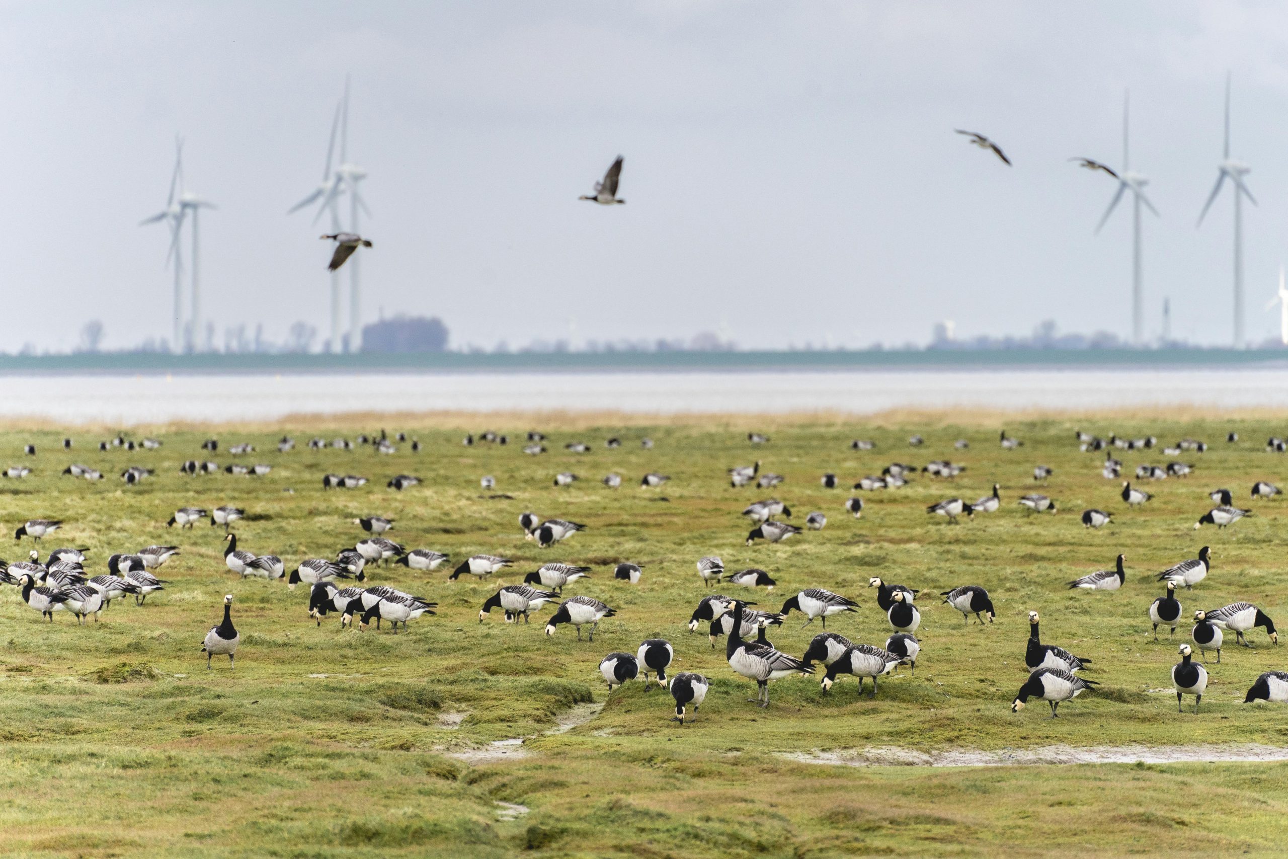 Karakteristieke huizen langs het water
